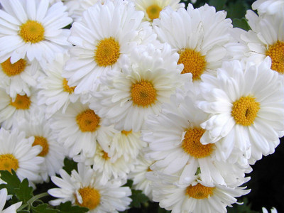 XOLDA Exotic Daisy White Flower Seed(11 per packet)