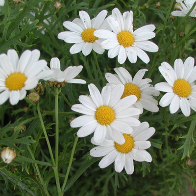 XOLDA Exotic Daisy White Flower Seed(51 per packet)