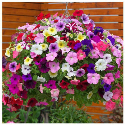 XOLDA Exotic Petunia Mixed Flower Seed(10 per packet)