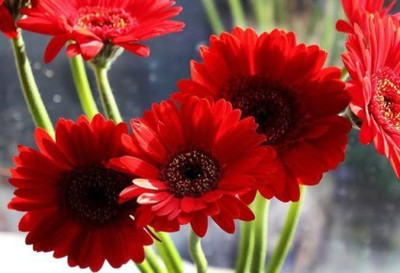 XOLDA Exotic Daisy Red Flower Seed(40 per packet)