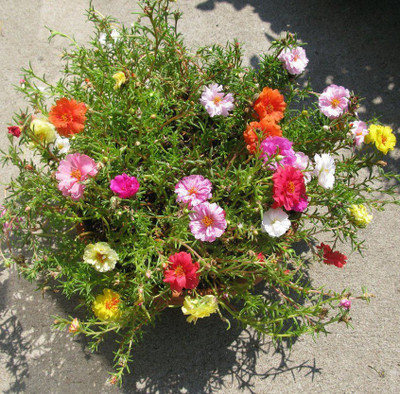 XOLDA Exotic Portulaca Mixed Flower Seed(30 per packet)