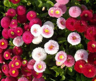 XOLDA Exotic Daisy Mixed Flower Seed(45 per packet)