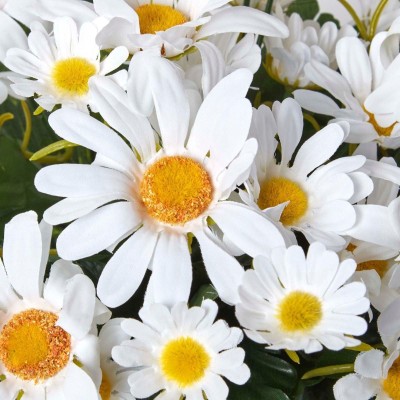 XOLDA Exotic Daisy White Flower Seed(55 per packet)