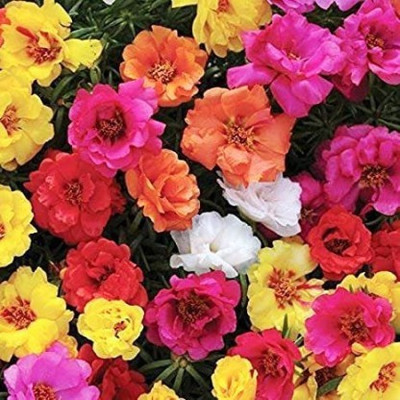XOLDA Exotic Portulaca Mixed Flower Seed(30 per packet)