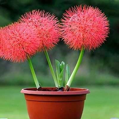 Audbhidhi Audbhidhi Football lily All Season Flower Bulbs for Indoor and Outdoor Seed(25 per packet)