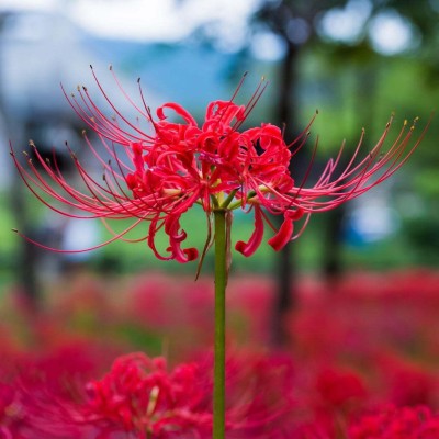 Audbhidhi Lycoris Lily (Red) Summer Flower Bulbs Plant Seed for Home Garden Combo Bulb Seed(20 per packet)