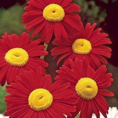 XOLDA Exotic Daisy Red Flower Seed(15 per packet)