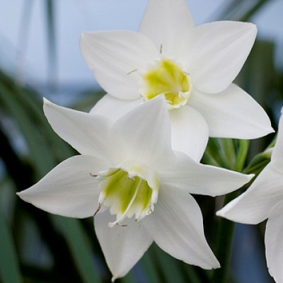 ANKAM Eucharis Lily winter Flower Bulbs – Pack Of 5 Seed(5 per packet)