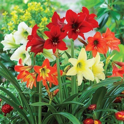 Audbhidhi Hippeastrum/Amaryllis lily Mix Summer Seeds for Home Garden Combo Flower Bulbs Seed(5 per packet)