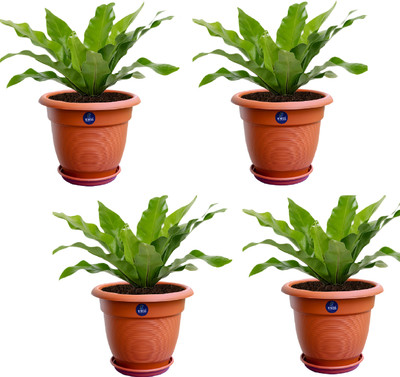 KWEL 16 Inch UV Treated Heavy Circular Planter Pot Plastic Garden Planters Plant Container Set Pack of 4 Plant Container Set Brown (Pack of 4, Plastic) Plant Container Set(Pack of 4, Plastic)