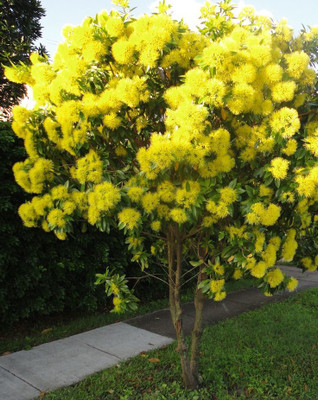 Cloud Farm ZZ Plant(Hybrid, Pack of 1)