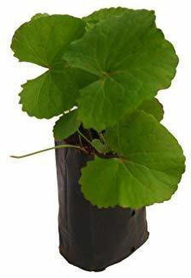 ADITYA GREEN PLANTS AGP Centella Plant(Pack of 1)