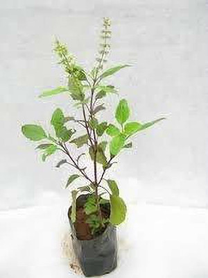 ADITYA GREEN PLANTS AGP Tulsi Plant(Pack of 1)