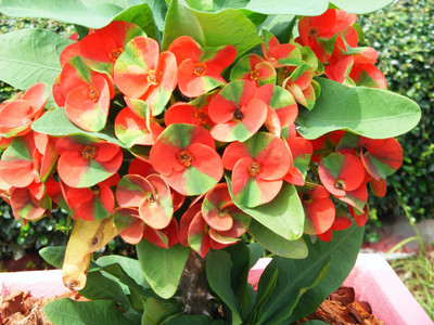 ASPASGROUP Euphorbia Plant(Hybrid, Pack of 1)