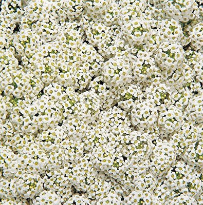 CYBEXIS Alyssum Wonderland White Flower Seeds for Gardening Seed(50 per packet)
