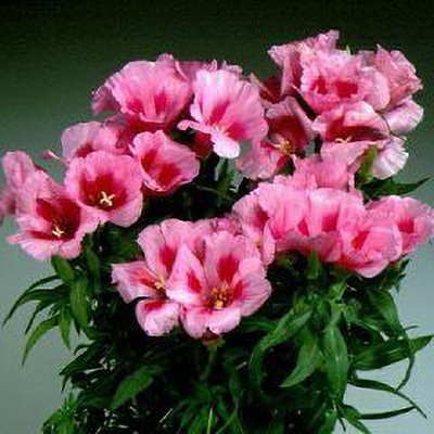 Aywal Clarkia F1 Hybrid Flower Seed(110 per packet)