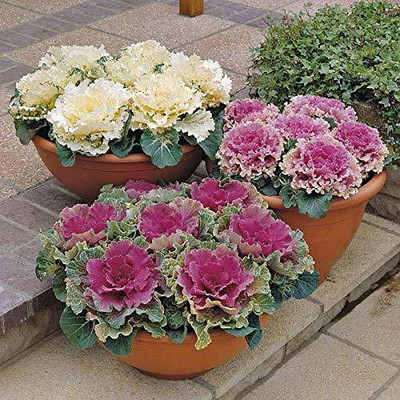KANAYA Ornamental Cabbage / kale Mix Heirloom Flower Seed(20 per packet)
