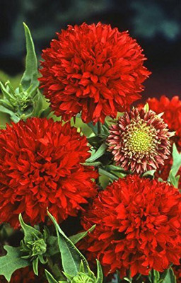 CYBEXIS GBPUT-95 - Gaillardia Double Red Summer Flower - (180 Seeds) Seed(180 per packet)