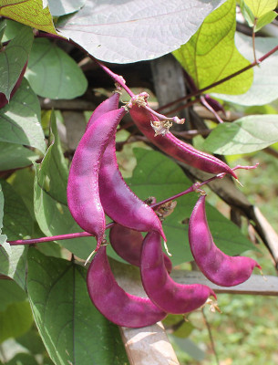 EVY BOARD BEAN SEED Seed(100 per packet)