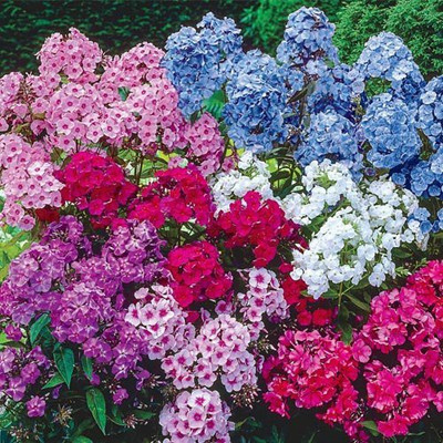 CYBEXIS Phlox Flower Seed, Fragrant Dwarf Hybrid Beauty Mixed Seed(1 g)