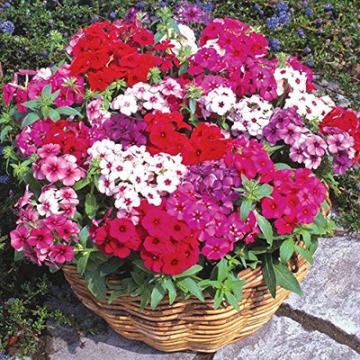 CYBEXIS Phlox Twinkle Dwarf Mix Seeds Seed(1 g)