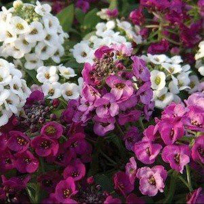 CYBEXIS Alyssum Royal Mixed Seed(50 per packet)