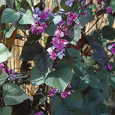 EVY BOARD BEAN SEED Seed(100 per packet)
