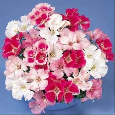 CYBEXIS Clarkia mixed flower seeds Seed(50 per packet)