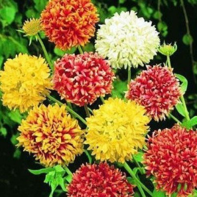 KANAYA Gaillardia Mix Flower Seeds For Home Gardening Seed(36 per packet)