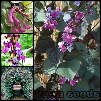 EVY BOARD BEAN SEED Seed(100 per packet)