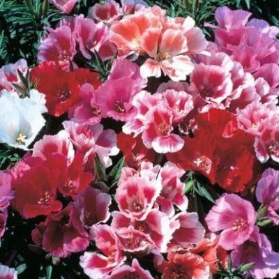 JRYU Clarkia Seed(55 per packet)