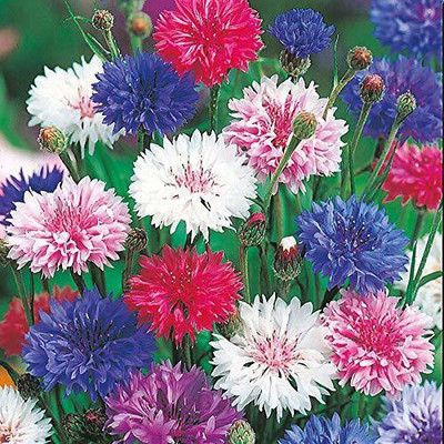 KANAYA Corn Flower Seed(54 per packet)