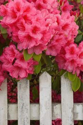 Aywal Clarkia F1 Hybrid Flower Seed(110 per packet)