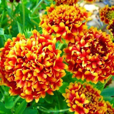 CYBEXIS TLX-41 - Gaillardia Double Flower F1 Hybrid - (540 Seeds) Seed(540 per packet)