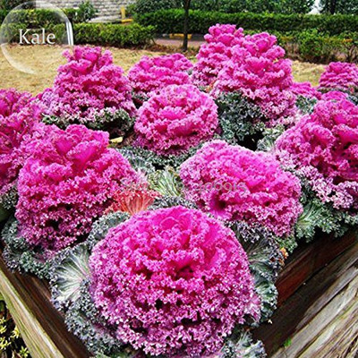 CYBEXIS Kale Mixima Seed(50 per packet)