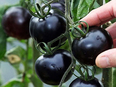 Sagarvanshi Black Tomato F1 Hybrid (100 Per Packet ) Seed(100 per packet)