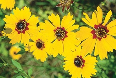 JRYU Coreopsis F1 Hybrid Flower SeedsFor Terrance And Balcony Gardening Seed(85 per packet)