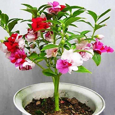 Variety House Balsam Summer Double Mixed Color Flower(20) Seed(1 per packet)