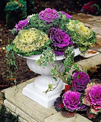 EVY Ornamental SEED Seed(100 per packet)