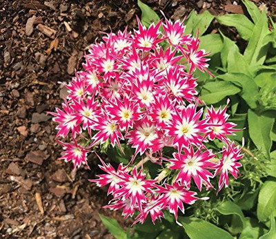 Aywal Phlox Mixed Color F1 Hybrid Seed(80 per packet)