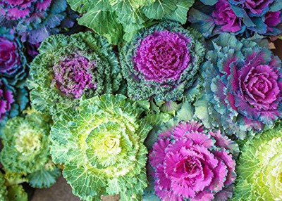 CYBEXIS ORNAMENTAL KALE FLOWER SEEDS Seed(50 per packet)