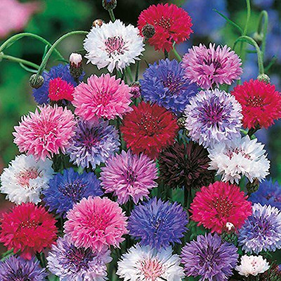 KANAYA Corn Flower Mix Color Imported Flower Seed(30 per packet)