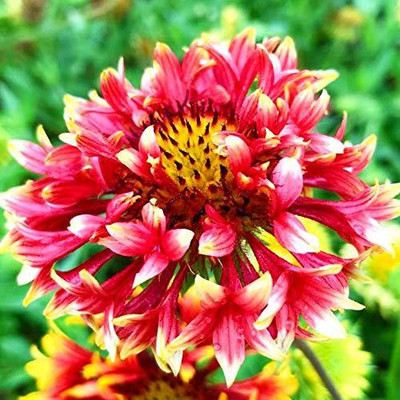 CYBEXIS KGF -71 - Gaillardia Double Beautiful Flower In Different Colors - (60 Seeds) Seed(60 per packet)