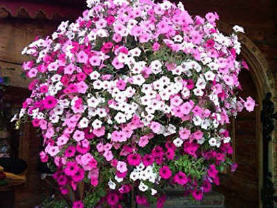 Aywal Phlox Flower Seed, Fragrant Dwarf Hybrid Beauty Mixed Seed(100 per packet)