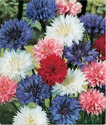 ACCELCROP CORNFLOWER MIXED FLOWER Seed(10 per packet)