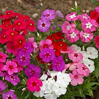 ACCELCROP Phlox Mix Color Flower Seed(140 per packet)
