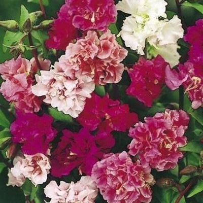 Aywal Clarkia Hybrid Flower Seeds For Home Garden Seed(110 per packet)