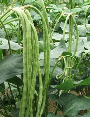DIVINE BEANS Seed(100 per packet)