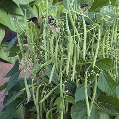 Aywal Green 'Domino' French Beans Seed(39 per packet)