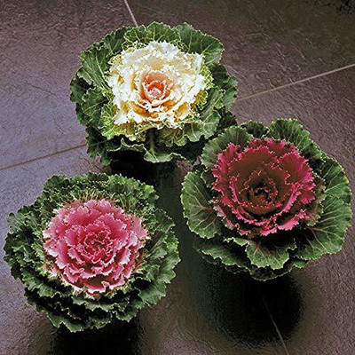 Aywal Ornamental Cabbage / kale Mix Heirloom Flower Seed(120 per packet)
